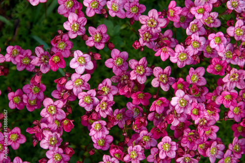 colorful small garden flowers background