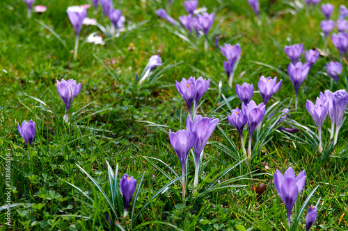 blooming crocuses