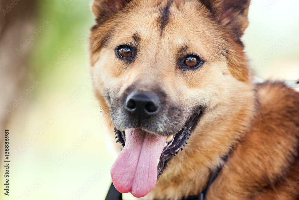 portrait of dog for adopting looking at camera