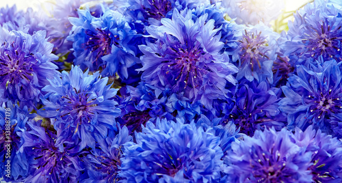Beautiful bouquet of cornflowers  isolated on white background