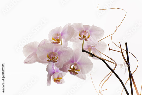 Closeup of Orchids flowers infront of a white background..Stack withe Zerene Stacker.