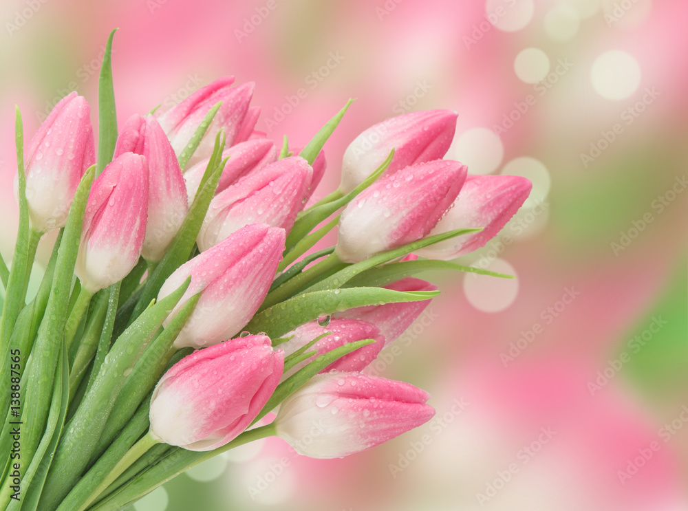 Pink tulip flowers blurred background Spring blooms Pink tulip flowers blurred background Spring blooms