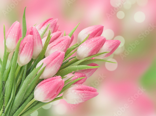 Pink tulip flowers blurred background Spring blooms
