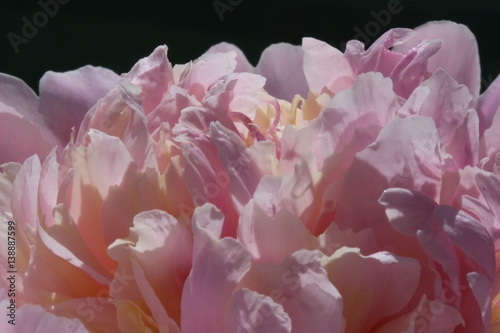 Fototapeta Naklejka Na Ścianę i Meble -  peony