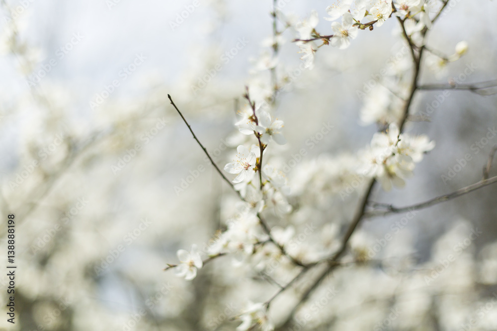 White and fragrant cherry flowerduring spring