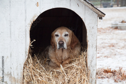 Yellow labrador in his doghouse during winter