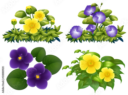 Different types of flowers in bush