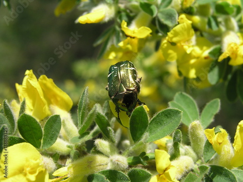 Big green beetle collects nectar  a yellow flower  Cytisus ratisbonensis  in the month of May.  Honey plants Ukraine. Collect pollen from flowers and buds photo