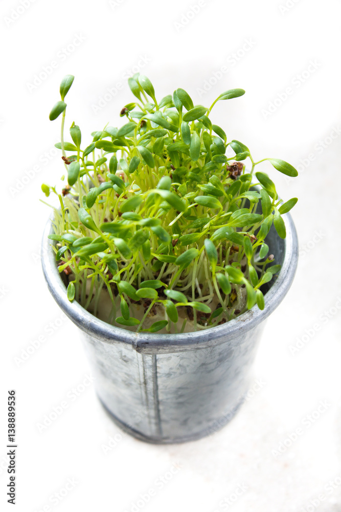 cress in a zink pot on white background isolated cress in a zink pot on white background isolated