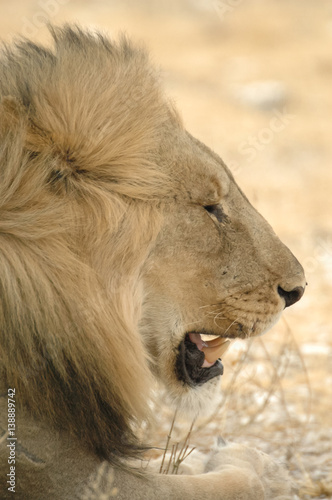 Fototapeta Naklejka Na Ścianę i Meble -  Portrait Lion in Etosha