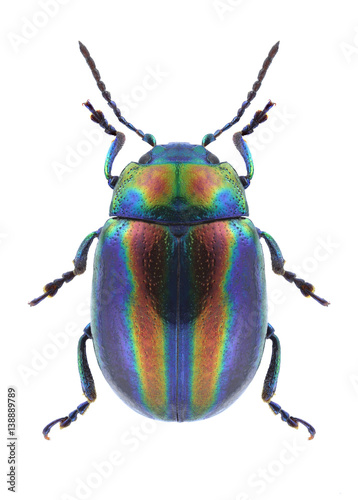 Fotografiet Beetle Chrysolina coerulans angelica on a white background
