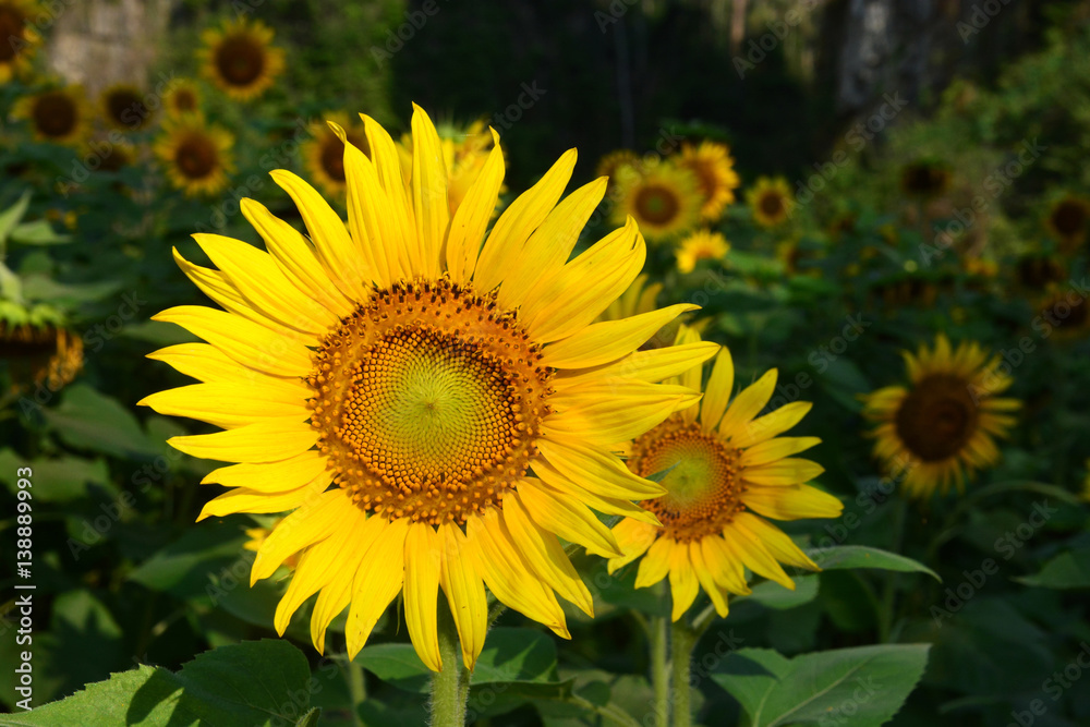 Obraz premium Sunflowers in valley
