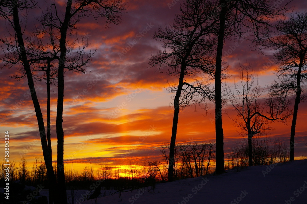 Rural Canadian sunrise with silhouette of trees Rural Canadian sunrise with silhouette of trees