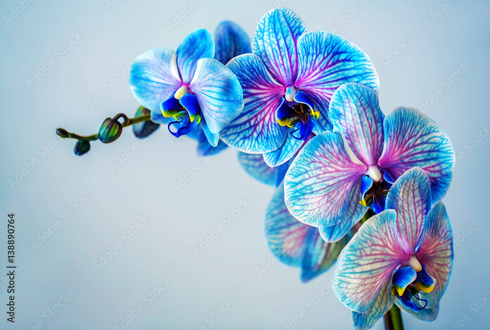 Blue orchid. Brunch of orchid with the blue flowers with violet viens. - obrazy, fototapety, plakaty 