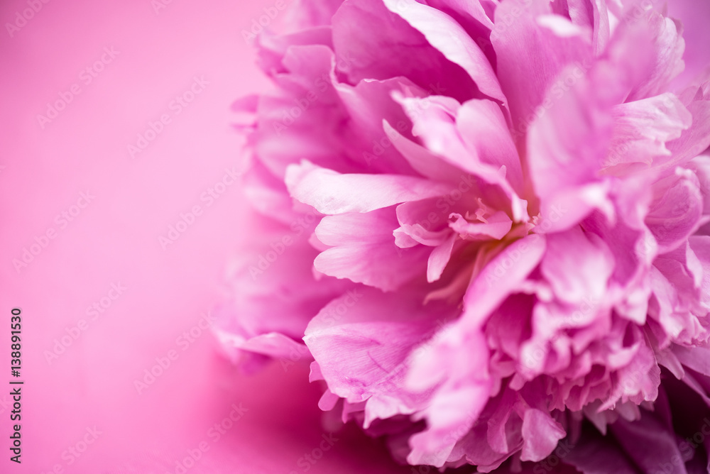 Close up of pink peony on pink background.