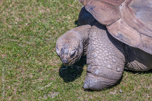 Giant Turtoise Eating Grass