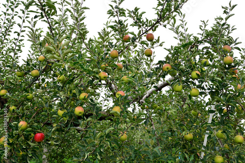 Apple (Malus domestica), on the tree, in japan