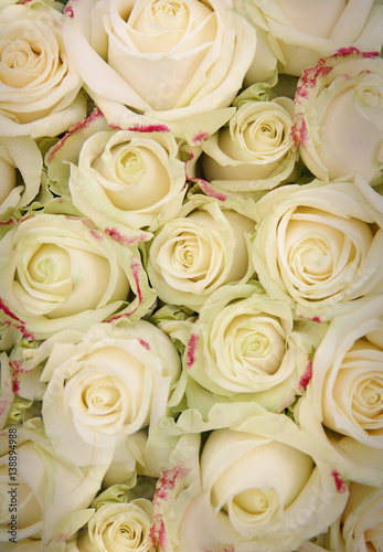 Beautiful roses  closeup