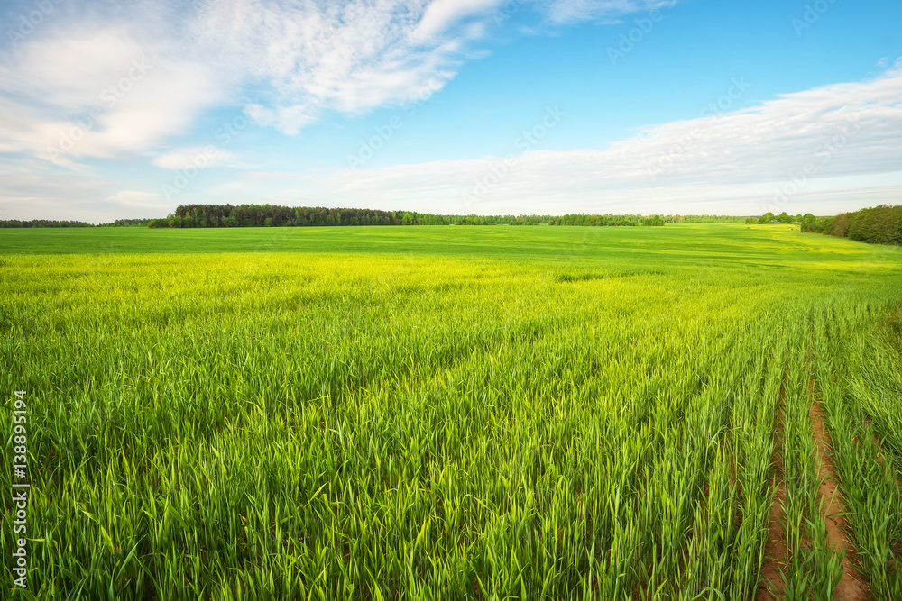 Beautiful green field and blue cloudy sky.