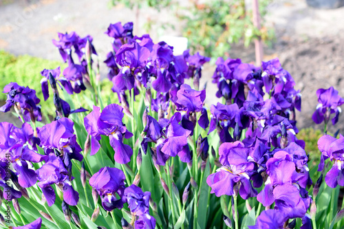 Purple Flowers