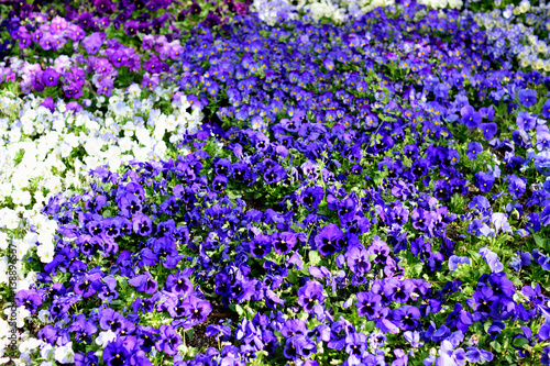 Purle Flowes