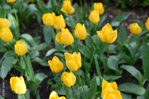 Yellow Tulip
