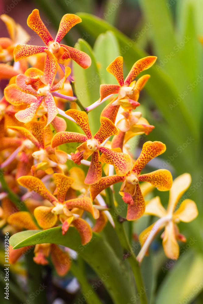 orange Hybrid Vanda orchid , Fah Mui orange Hybrid Vanda orchid , Fah Mui