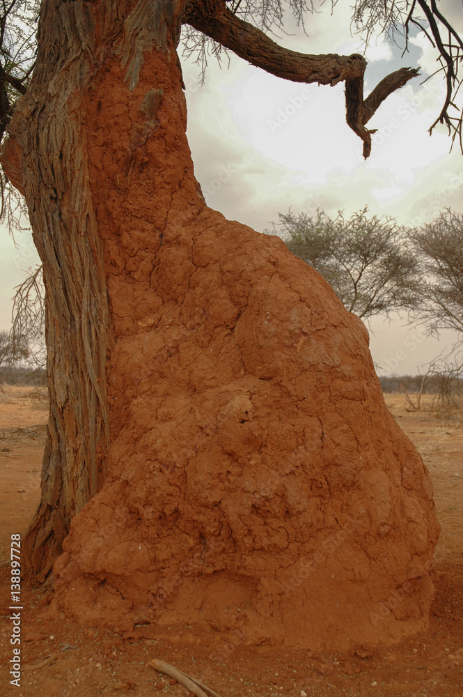 Termite in Namibia