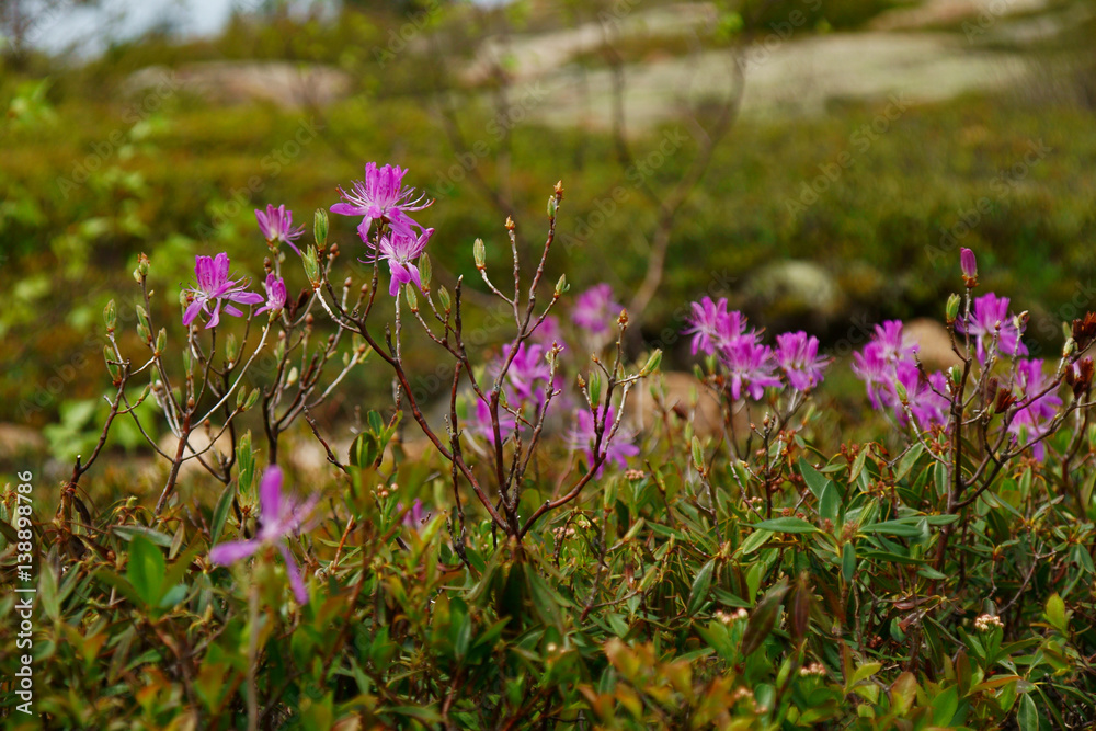 Rhododendron canadense (he rhodora) purple flowering shrub close up Rhododendron canadense (he rhodora) purple flowering shrub close up