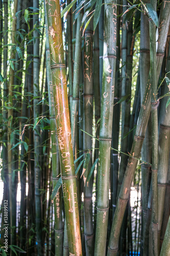 Bamboo at the Hamilton Botanical Gardens, NZ.