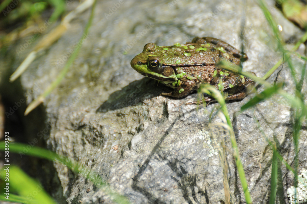Fototapeta premium Algae Covered Green Frog Sunning Itself on a Rock