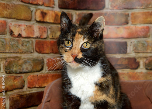 Portrait of one female calico cat looking to viewers left. Sitting in fluffy bed in front of red and brown brick wall. © sheilaf2002