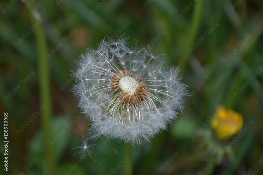 Fototapeta premium Löwenzahn