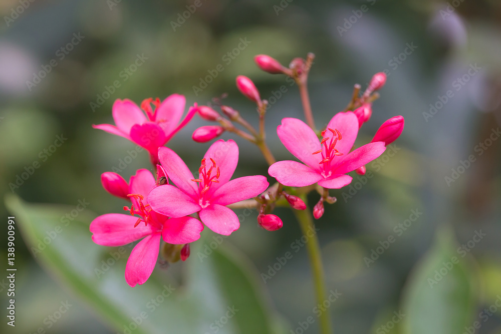 Peregrina or Spicy Jatropha flower