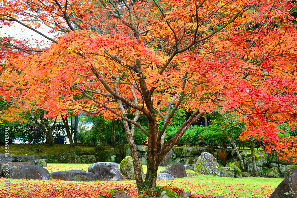 Naklejka premium 耶馬渓ダム記念公園の紅葉