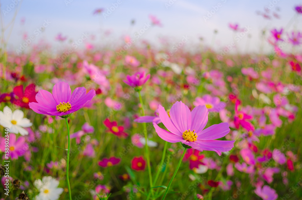 cosmos flowers