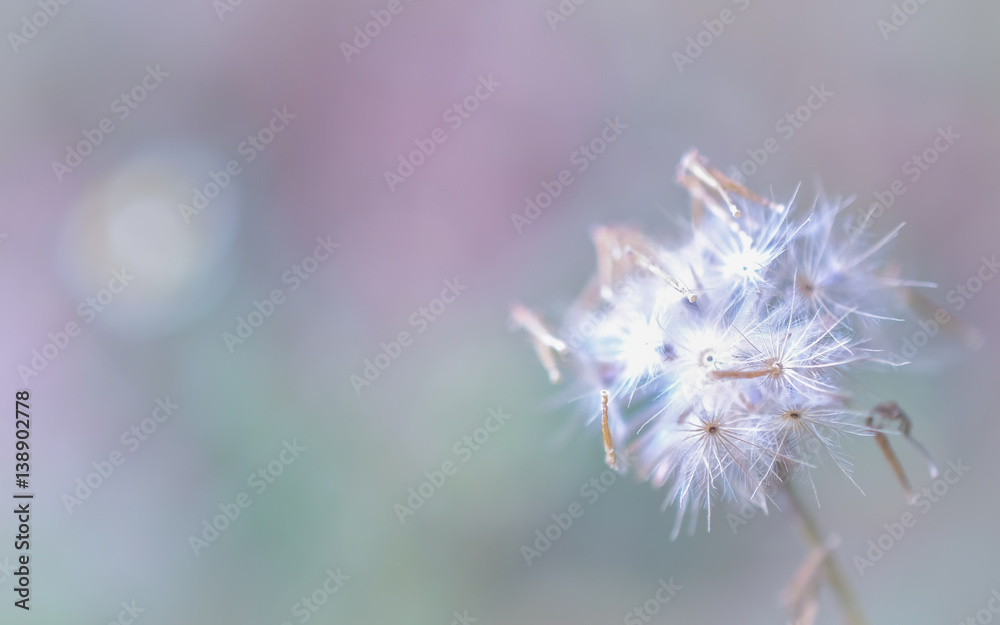 dandelion close up for background.