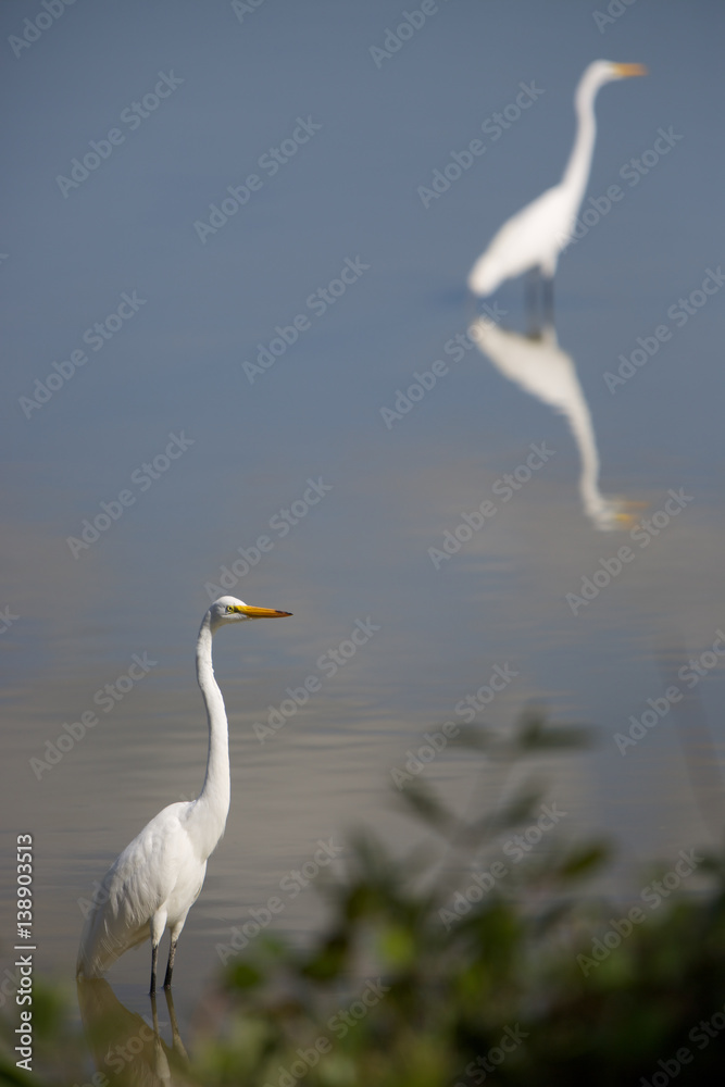 A pair of relaxing egrets A pair of relaxing egrets
