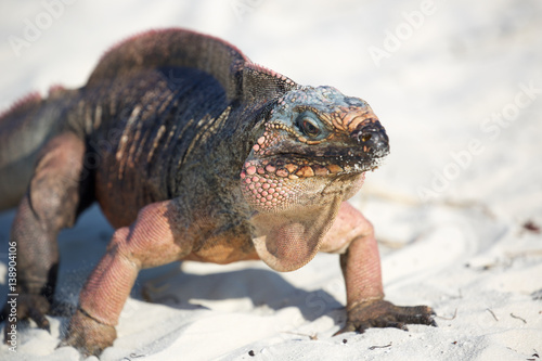 friendly iguana