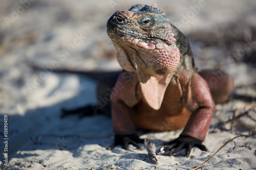 iguana selfie © Brad