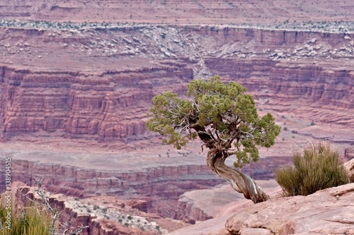 Juniper tree on canyon rim. Dead Horse Point. Canyonlands National Park. Moab. Utah. United States. photo