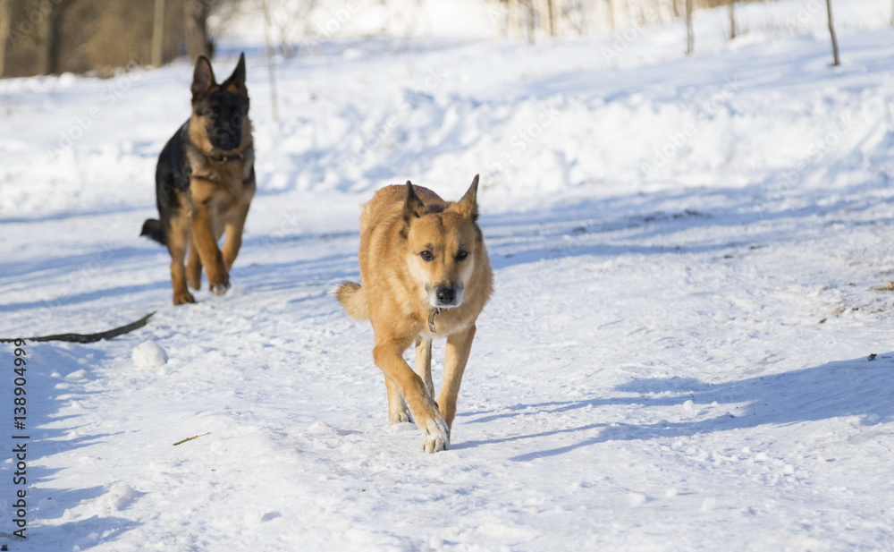 Naklejka premium Two dogs in a winter park