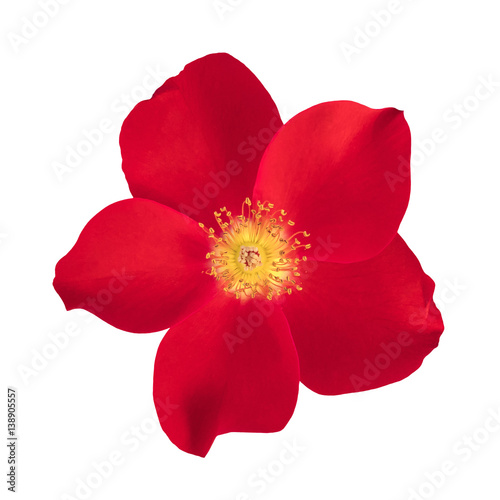 Photo of vibrant red rose, isolated on white background