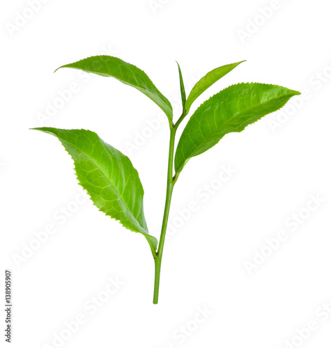 green tea leaf ilsolated on white background
