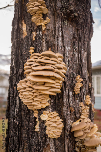 Mushrooms Growing In Large Groups In The Bark On The Side Of A Tree