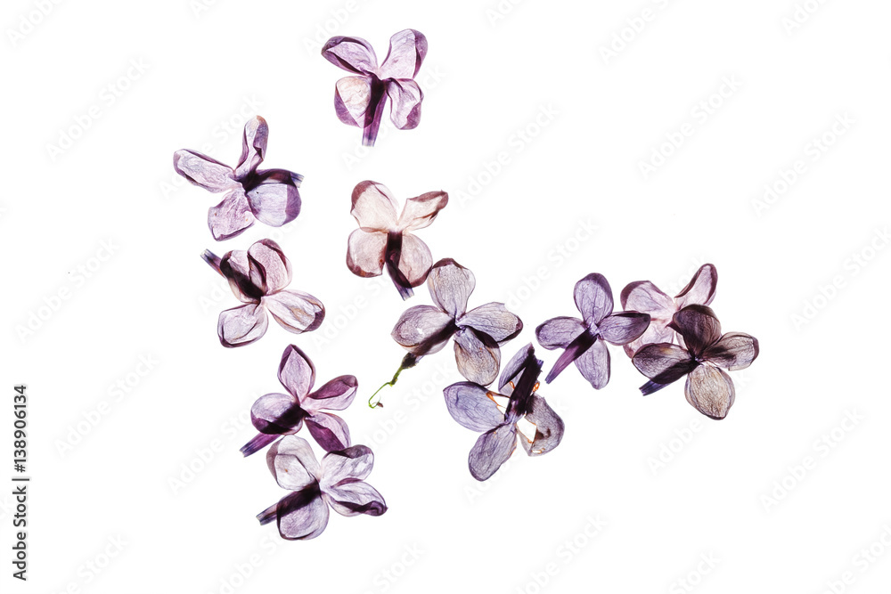 Fototapeta premium dry lilac flowers