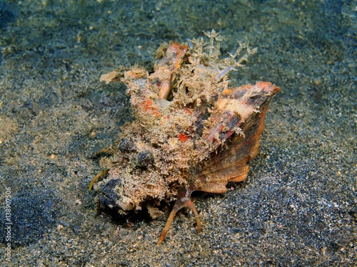 Frog fish