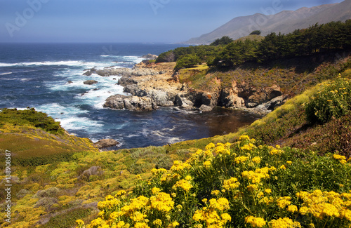 Wild Flowers, Coastline, Big Sur, California