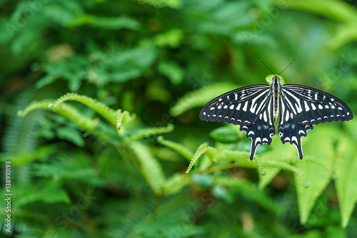 アゲハチョウ Swallowtail butterfly photo