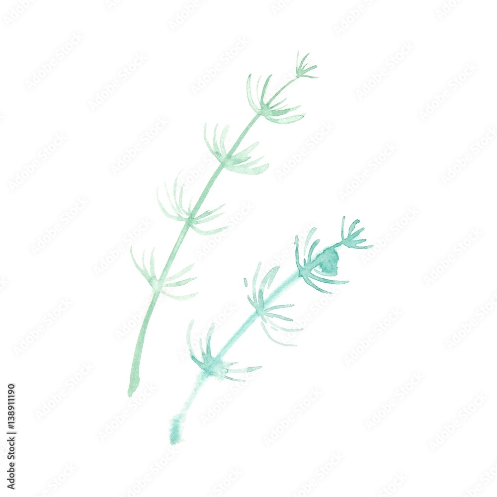 水草 水草
